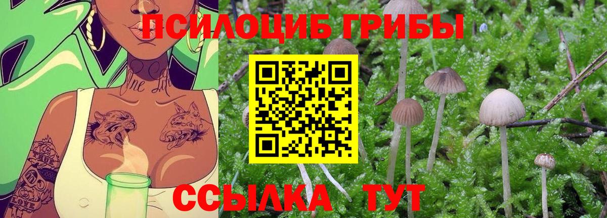 Псилоцибиновые грибы Psilocybine cubensis Аргун